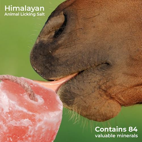 Licking Salt Block